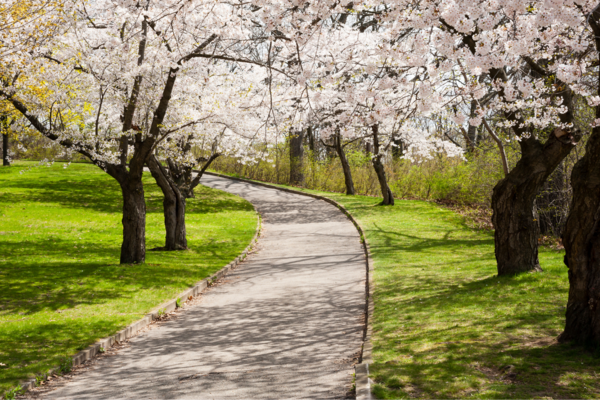 A path runs between two rows of cherry blossom trees in full bloom